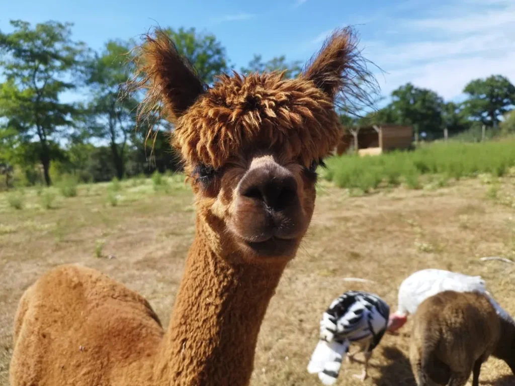 Animaux de la mini-ferme du camping L’Ambois