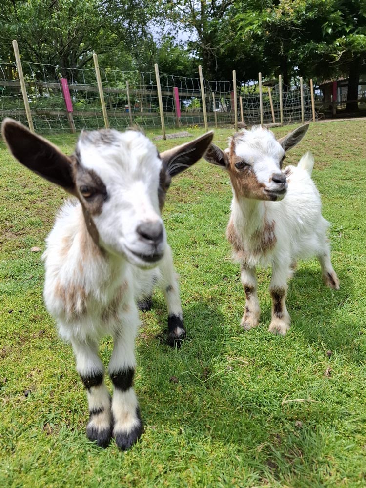 animaux de la mini ferme du camping l'Ambois en Vendée