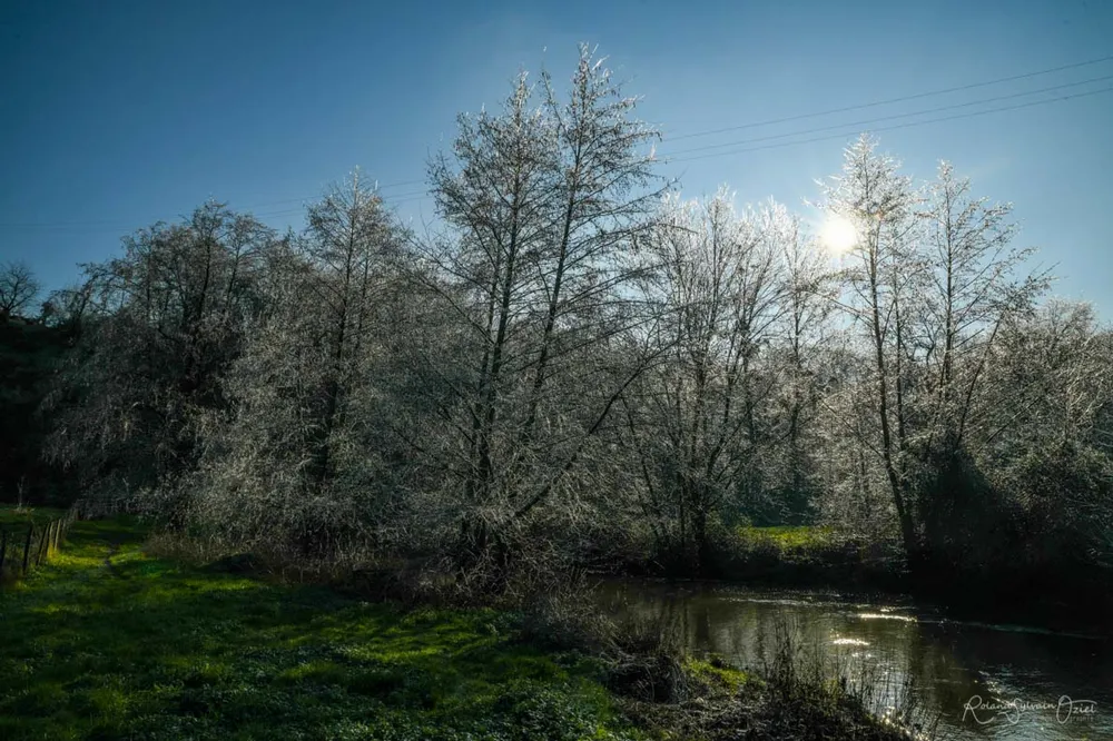 Arbre dans le froid de l'automne