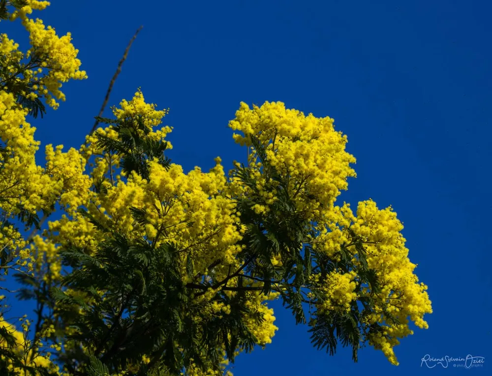 mimosa printanier